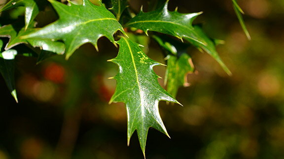 楽天市場 クリスマスプレゼント 飾りにおすすめの花10選 クリスマス特集