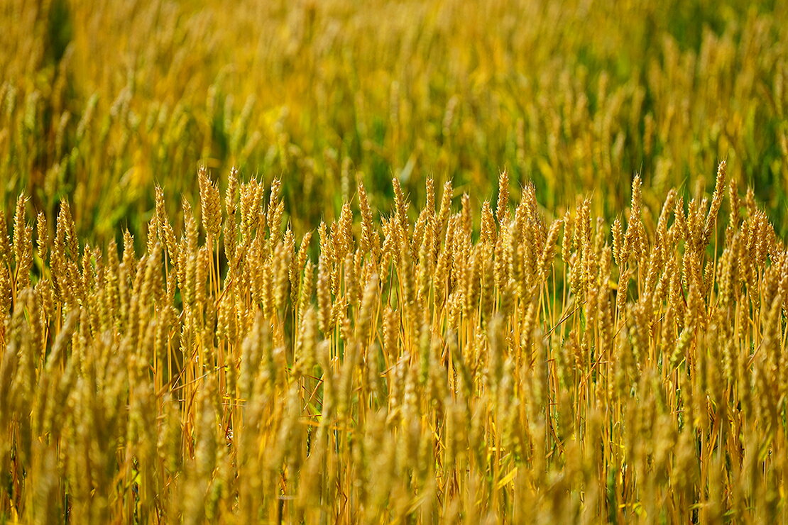 SONY FE 70-200mm F4 G OSS