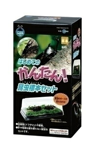 【専用】標本セット 楽天市場】マルカン インセクトランド はじめてのかんたん！昆虫標本