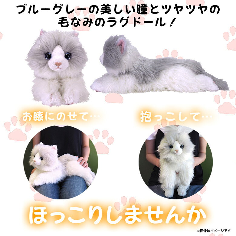 楽天市場】サンレモン ひざねこ ぬいぐるみ（M） ラグドール | 価格
