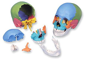 楽天市場】3B社 頭蓋骨模型 頭蓋骨 マルチカラー仕様 22分解キット