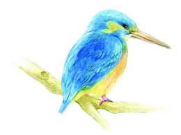 トンボ鉛筆 色鉛筆色辞典セレクトセットA36C CI-RSA36C