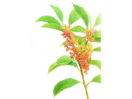 トンボ鉛筆 色鉛筆色辞典セレクトセットA36C CI-RSA36C