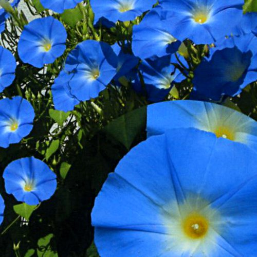 楽天市場】福花園種苗 フクカエン 早咲き西洋アサガオ アーリー