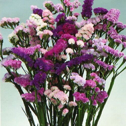 タキイリモニューム スターチス ソピア混合の種