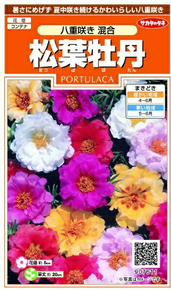 サカタのタネ｜SAKATA SEED CORPORATION 実咲 松葉牡丹 八重咲き混合 907611
