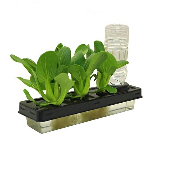 SODATEC ソダテック　DWCハイドロ 水耕栽培キット 2個セット 水耕栽培キット DWCハイドロ Ⅱ＆肥料 培地付セット | 水耕