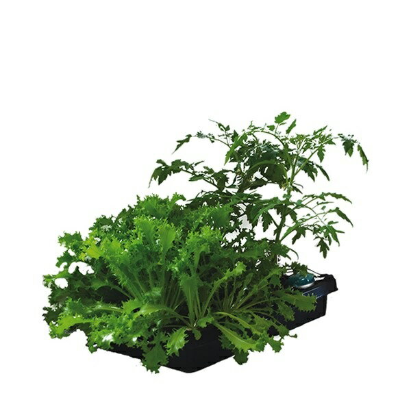 楽天市場】Sodateck（ソダテック） 水耕栽培キット DWC ハイドロ