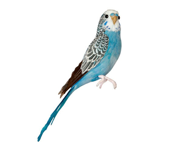 アーティフィシャル・バード “Budgie" - S - Blue