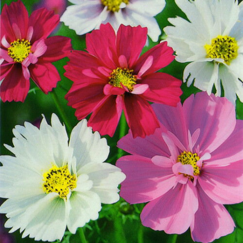 タキイコスモス サイケの種