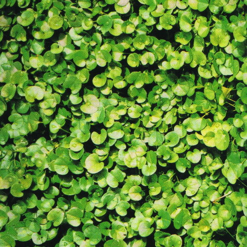 フクカエンダイカンドラの種