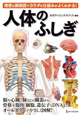 人体のふしぎ 精密な解剖図でカラダの仕組みがよくわかる！/ワン・パブリッシング/矢沢サイエンスオフィス