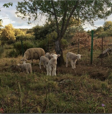 Josephine Foster / No Harm Done