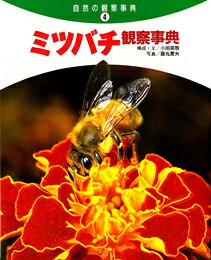 アメンボ観察事典/偕成社/小田英智（大型本） 楽天市場】偕成社 アメンボ観察事典/偕成社/小田英智 | 価格比較