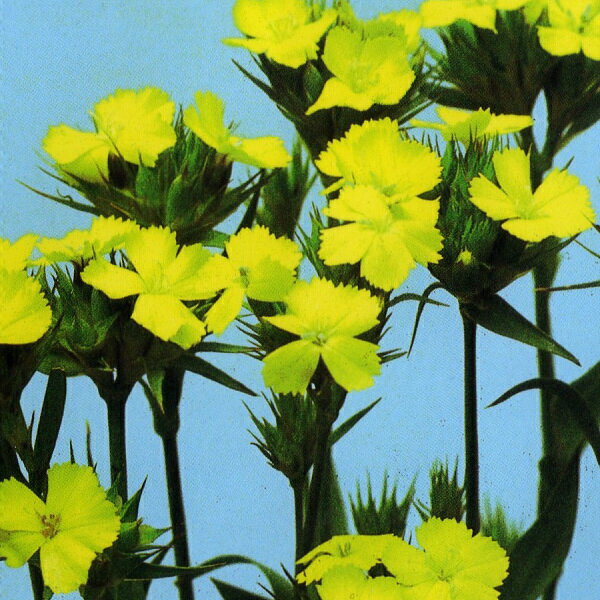 福花園 美女撫子 ナッピー