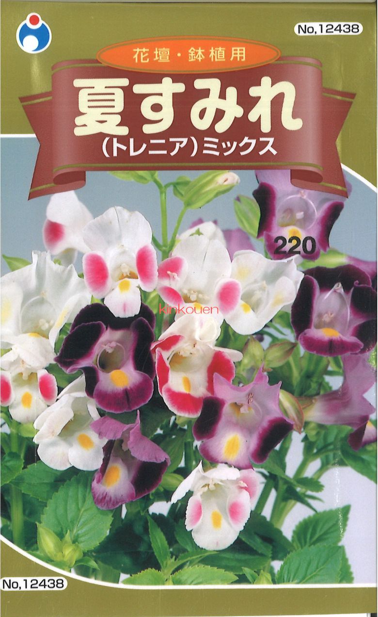宇都宮 夏すみれトレニア 438