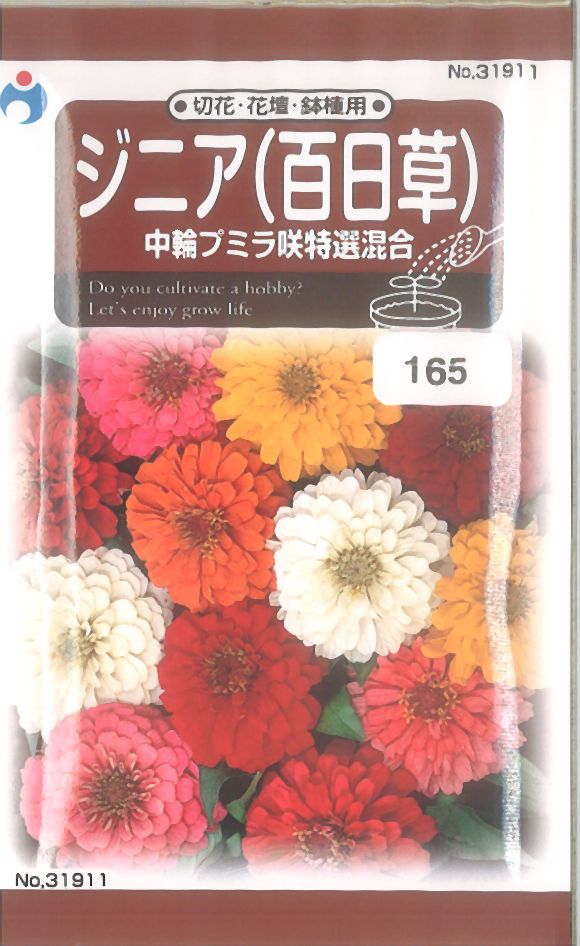 ウタネ 百日草 プミラ咲