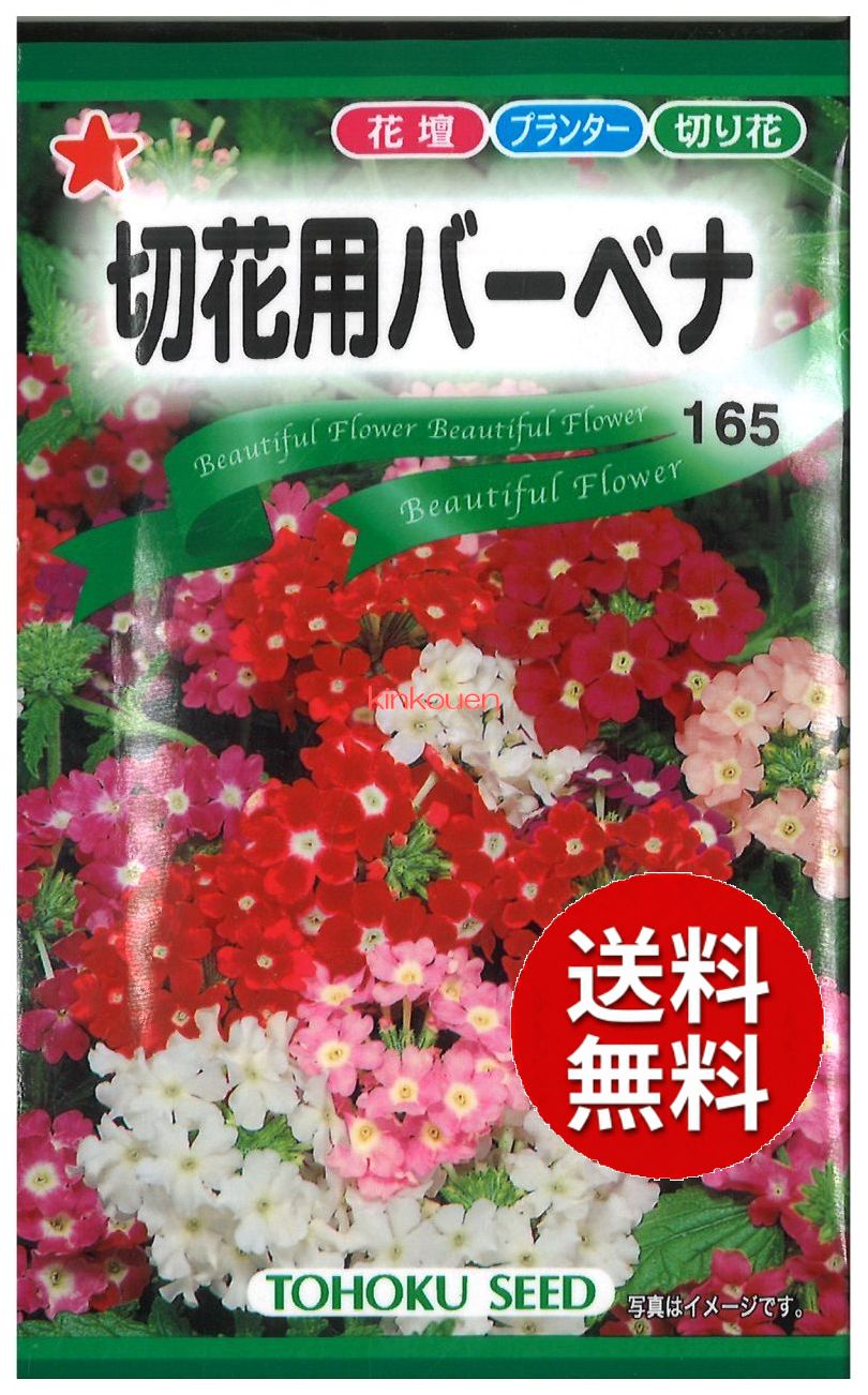 ト-ホク キリハナヨウバ-ベナ