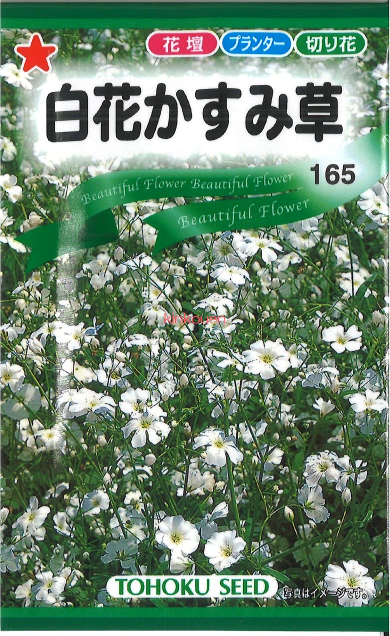 シロバナカスミソウ