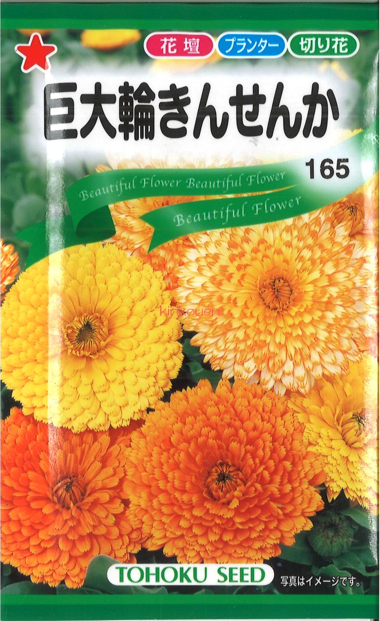 トーホク きんせんか 1袋 種子