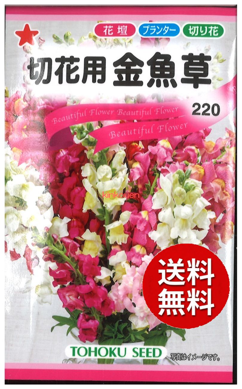 トーホク スナップドラゴン 切花用金魚草