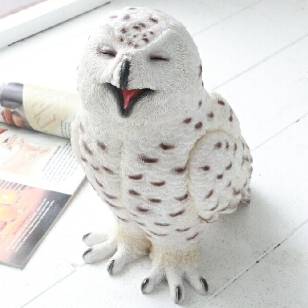コベントG ヒラリアスオウル