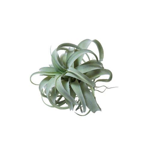 POSH LIVING ポッシュリビング キセログラフィカM