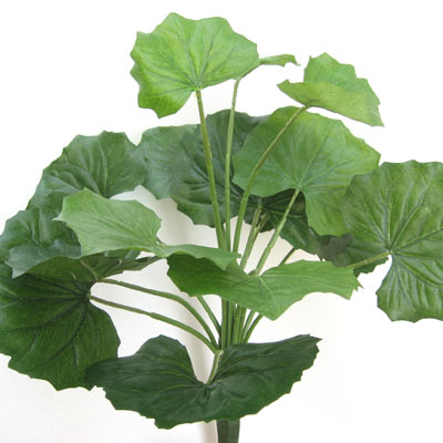 (人工植物)ツワブキ
