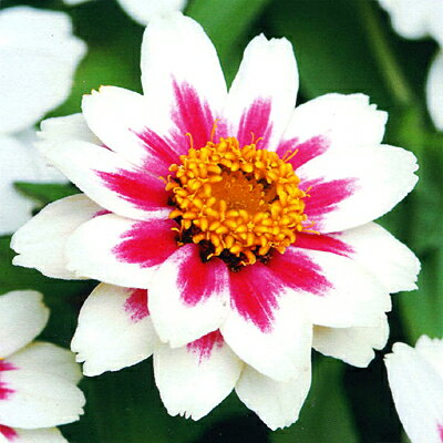 タキイ百日草 ザハラ スターライトローズの種