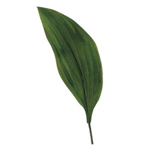 アスカ/ホスタリーフ ギボウシ グリーン/A-41040-51A