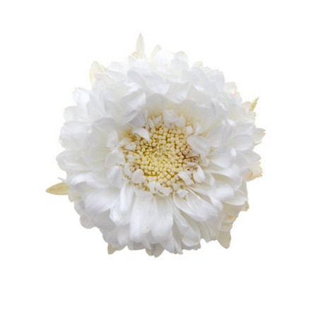 アスター パールホワイト 6輪/FL440-01 プリザーブドフラワー 花材 フラワー その他お花
