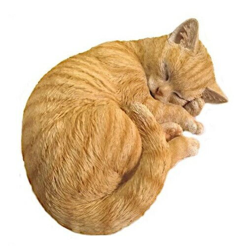 【新着商品】野川農園眠り猫B(茶トラ) 楽天市場】野川農園 野川農園眠り猫B 茶トラ | 価格比較 - 商品価格ナビ