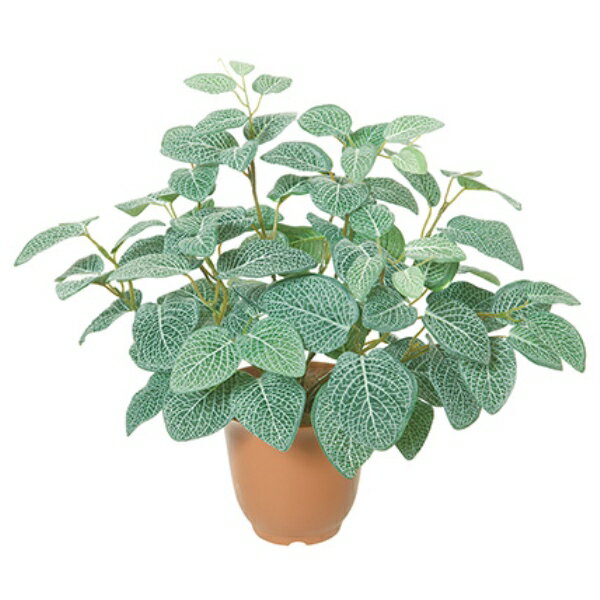 フィトニアブッシュ×9