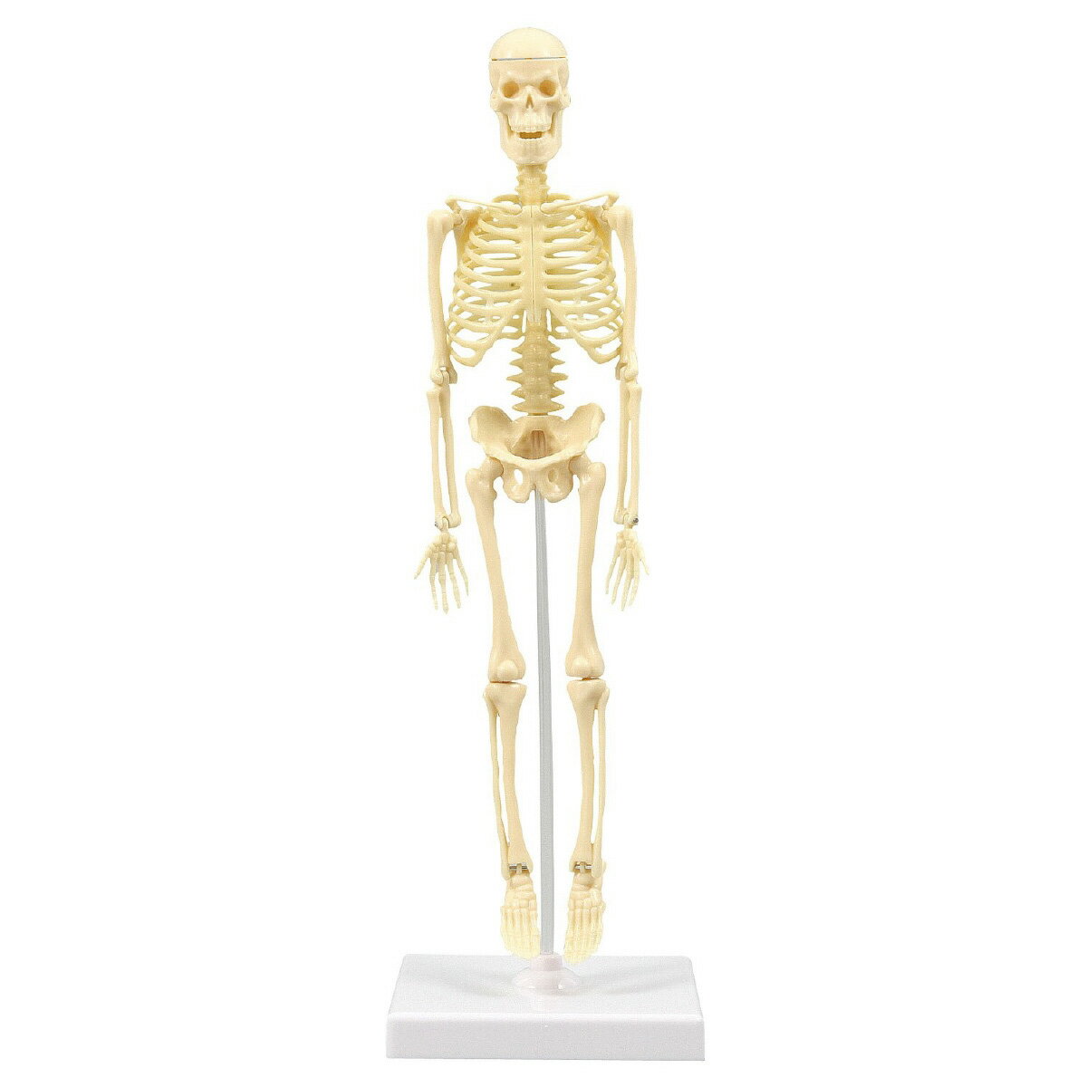 人体骨格模型 ヒューマンスカル 人体模型 a04381 Amazon.co.jp: 人体骨格模型 HUMAN SKULL : 産業・研究開発用品