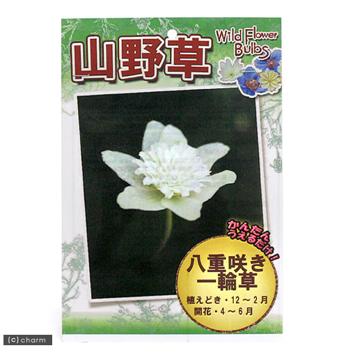 楽天市場】ユニライフジャパン 山野草 八重咲き一輪草(球根2芽入り