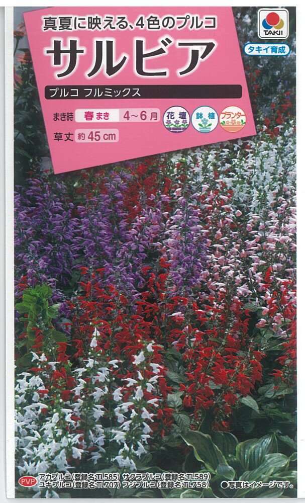 タキイ種苗 サルビア プルコ フルミックス M