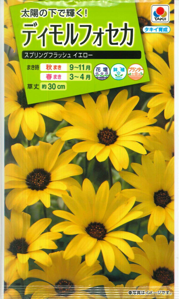 タキイの種 ディモルフォセカスプリングフラッシュイエロー