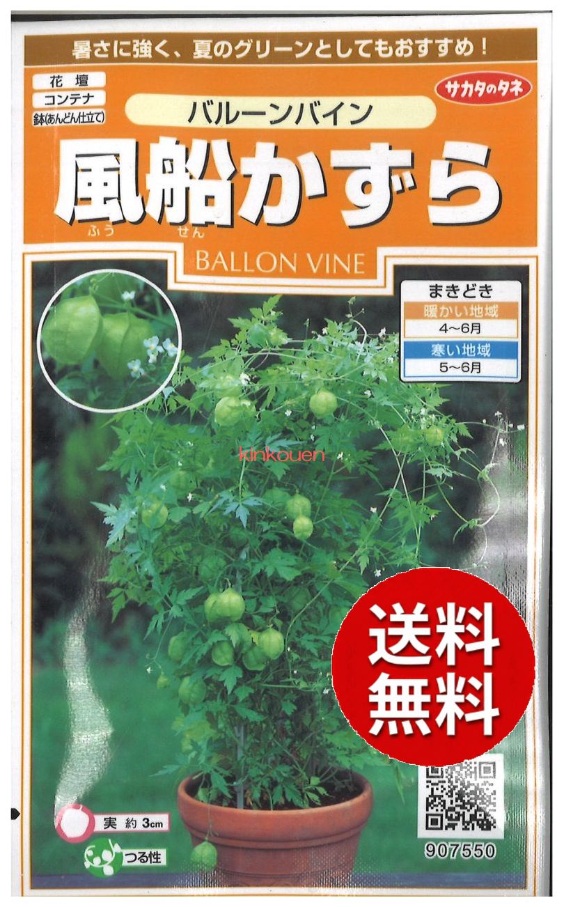 サカタのタネ｜SAKATA SEED CORPORATION 実咲 風船かずら バルーンバイン 907550
