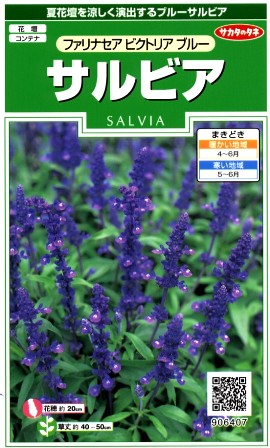 サカタのタネ｜SAKATA SEED CORPORATION 実咲 サルビア ファリナセア ビクトリアブルー 906407