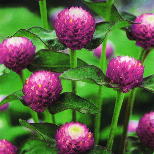 タキイ千日紅 バイカラー ローズの種