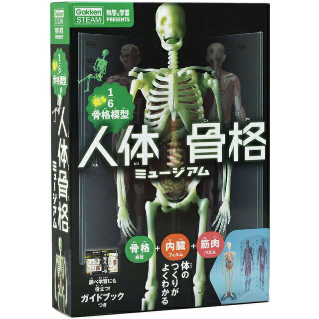 人体骨格模型 ヒューマンスカル 人体模型 a04381 楽天市場】【楽天1位】人体模型 骨格模型 骨 等身大 身長約166cm 展示