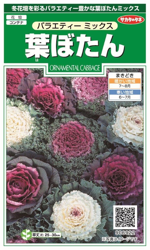 サカタのタネ 実咲花6922 葉ぼたん バラエティーミックス 00906922