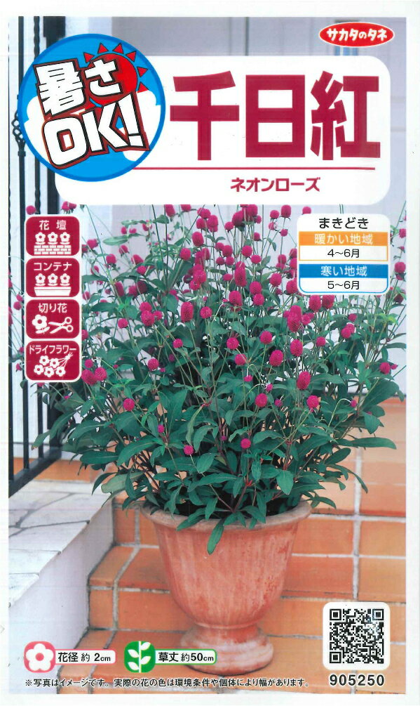 サカタのタネ｜SAKATA SEED CORPORATION 実咲 暑さOK 千日紅 ネオンローズ 905250