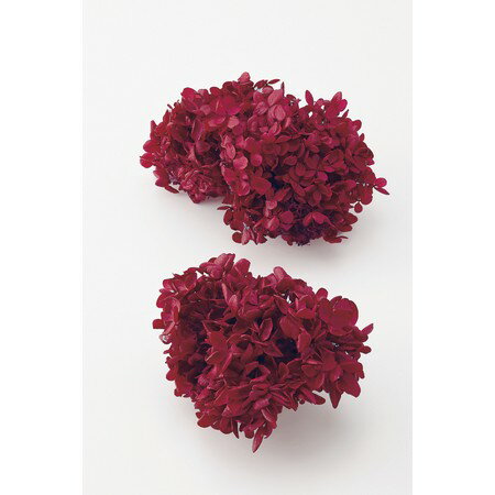 楽天市場】大地農園 大地農園 Ohchi Nursery EARTH MATTERS ソフト