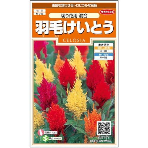 サカタのタネ｜SAKATA SEED CORPORATION 実咲 羽毛けいとう 切り花用混合 907171