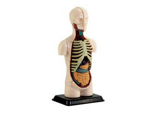 楽天市場】ダイセイ 人体模型男性 リアルです jk-4325 | 価格比較