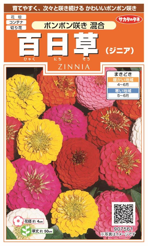 サカタのタネ｜SAKATA SEED CORPORATION 実咲 百日草 ポンポン咲き混合 907561