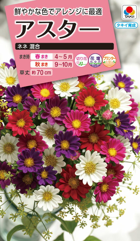 アスター ネネ 混合  種