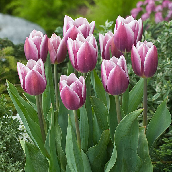 楽天市場】カネコ種苗 咲きチューリップ シネダブルー 紫に白 7球入り