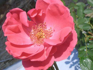 バラ苗 花芽つき2年大株苗 CLマグネット つる 6号鉢